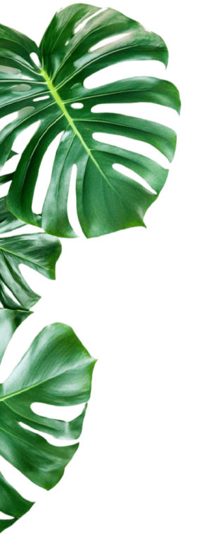 bosque-das-araceas-conztelar-empreendimentos-imobiliários-folha-verde-centro-esquerdo-decorativo-vertical2